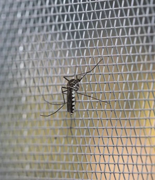 Mosquito Net Installation Bengaluru